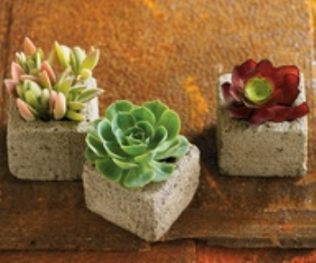 Simple potted plant