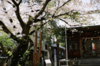 The cherry blossom season