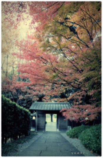 The cherry blossom season