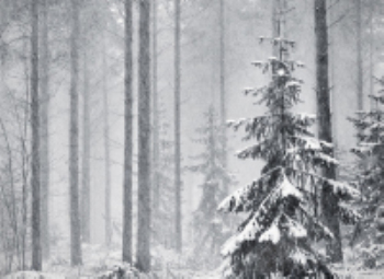 Winter forest cold winter