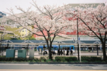 The cherry blossom season