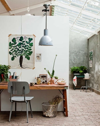 Plants home decoration
