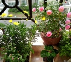 Interior decoration with the effect of green plants and garden map with real real